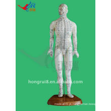 HR-505 Human Acupuncture Point Model 46CM, acupuntura e modelo